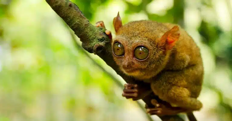 Tarsier Bohol